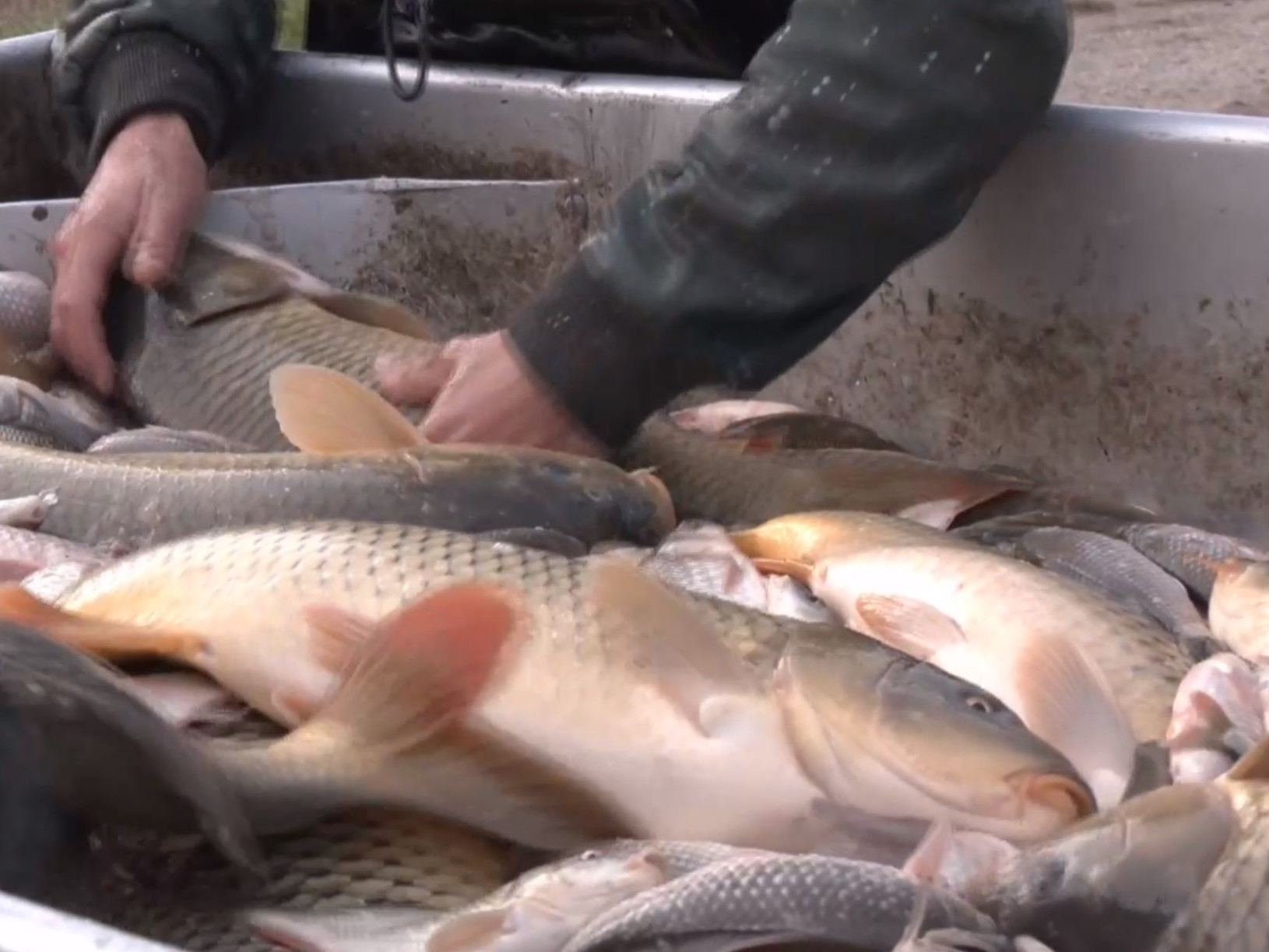 Výlov kaprov na Iňačovských rybníkoch ukončia v polovici novembra.