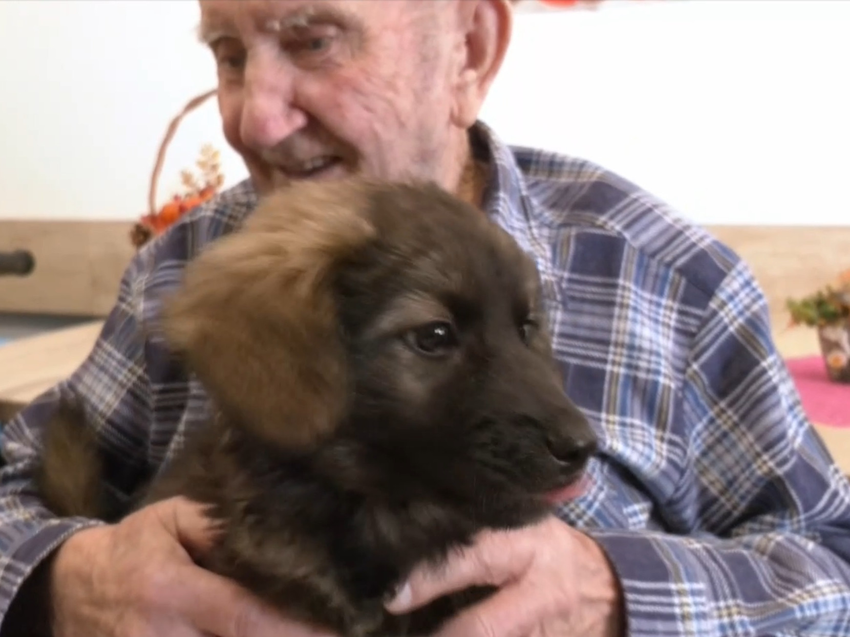 Hladenie psa pomáha dôchodcom uvoľniť svalstvo na rukách.