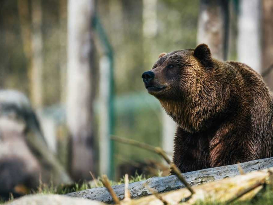 Ilustračná snímka medveďa hnedého.