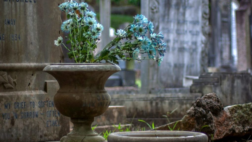 Na snímke kvety na hrobe.