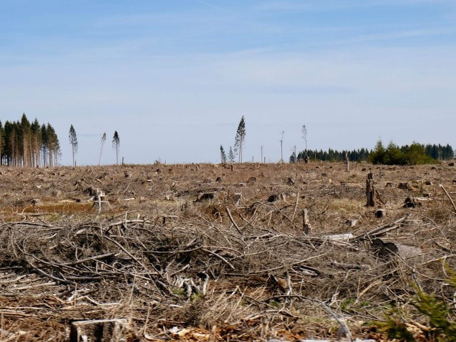 Ilustračná snímka vyklčovaného lesa v Nemecku,