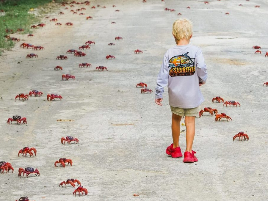 Na snímke dieťa na ceste plnej krabov.