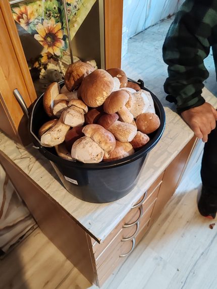 Na snímke vedro plné húb.