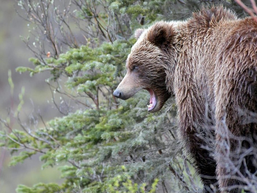 Na ilustračnej snímke medveď hnedý.