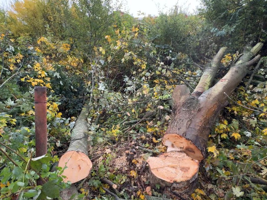 Vyrúbané stromy v Žiline.