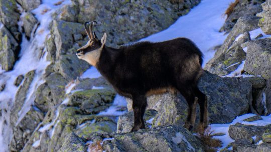 kamzík v Tatrách