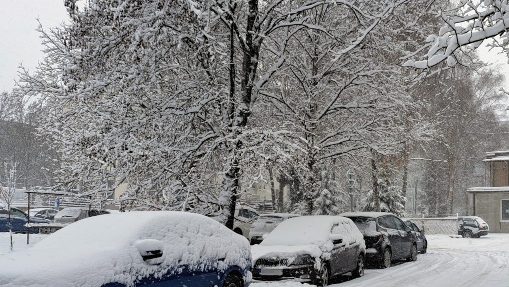 zasnežené konáre stromov