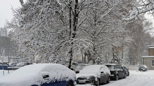 zasnežené konáre stromov
