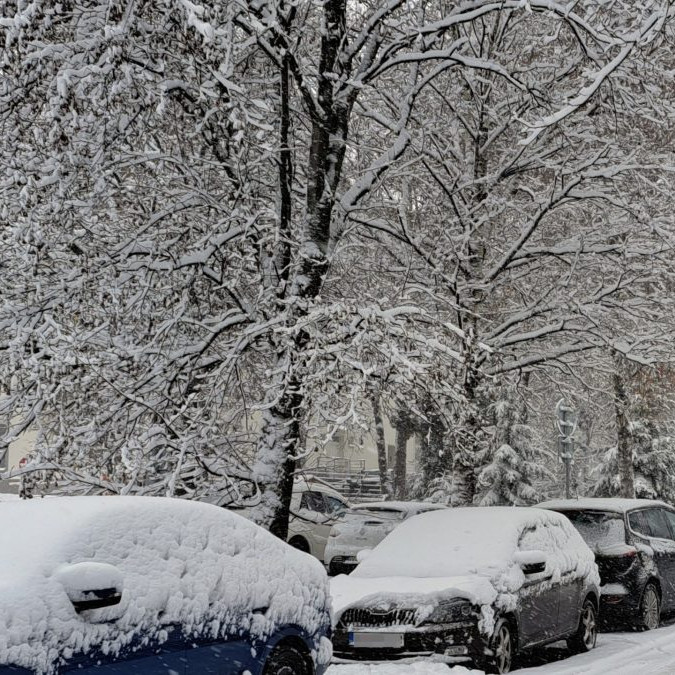 zasnežené konáre stromov