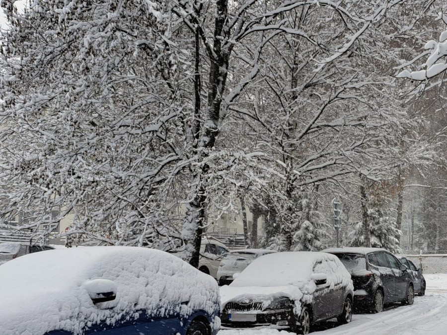 zasnežené konáre stromov