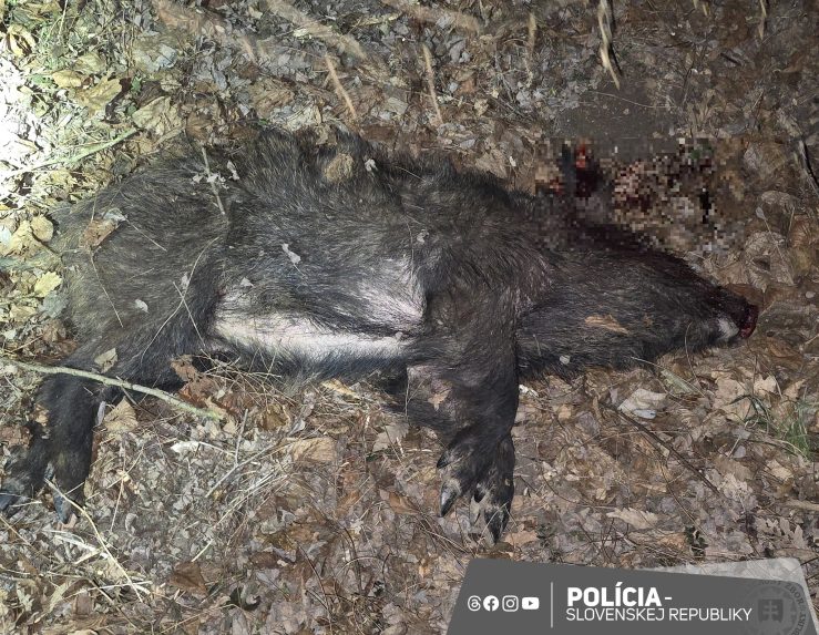 Na snímke zastrelená diviačica. 