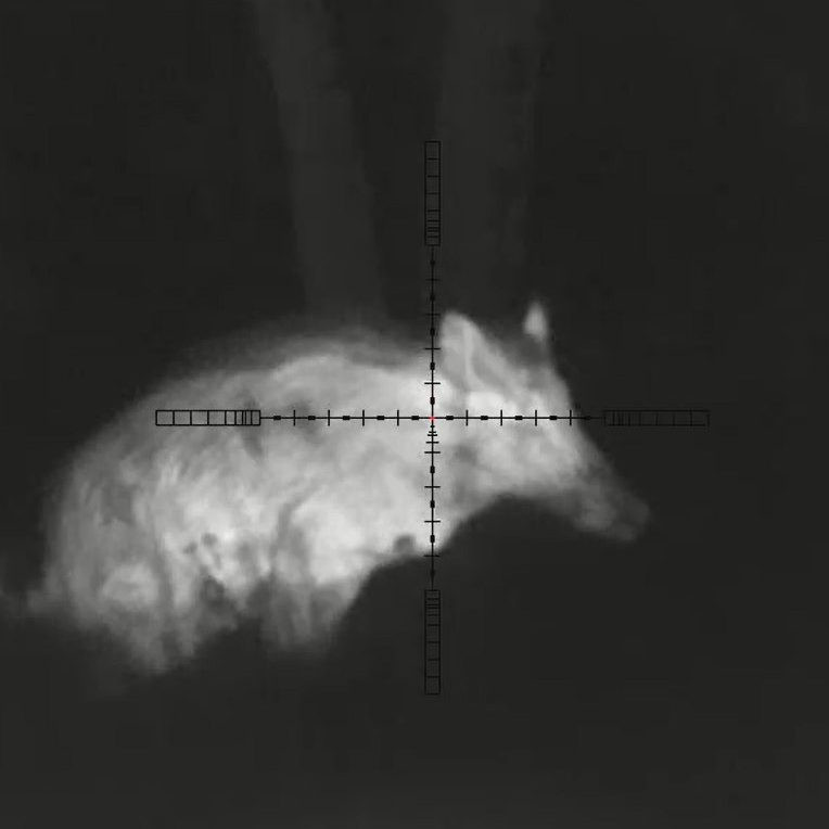 Na snímke diviačica.