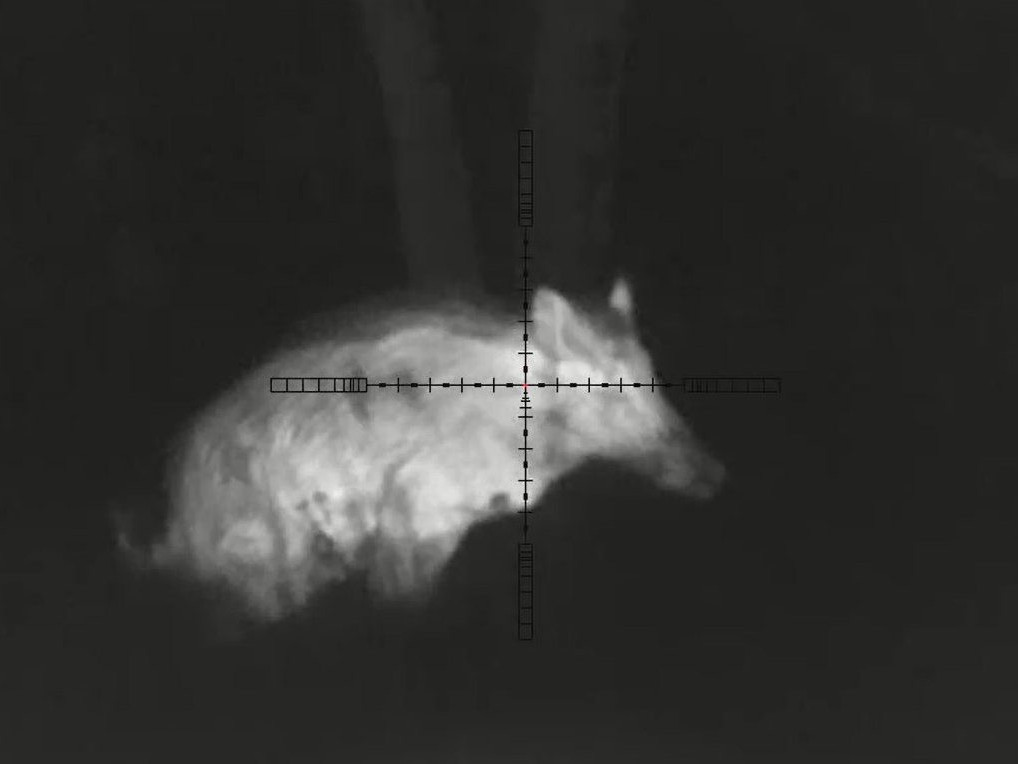 Na snímke diviačica.