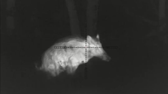 Na snímke diviačica.