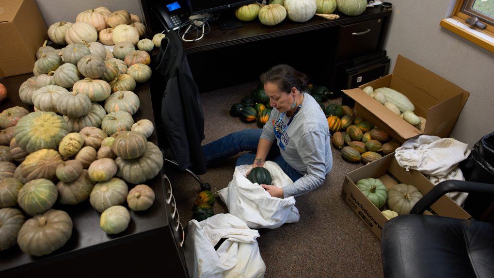 Dobrovoľník triedi tekvice v jedálnej banke.
