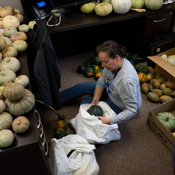 Dobrovoľník triedi tekvice v jedálnej banke.