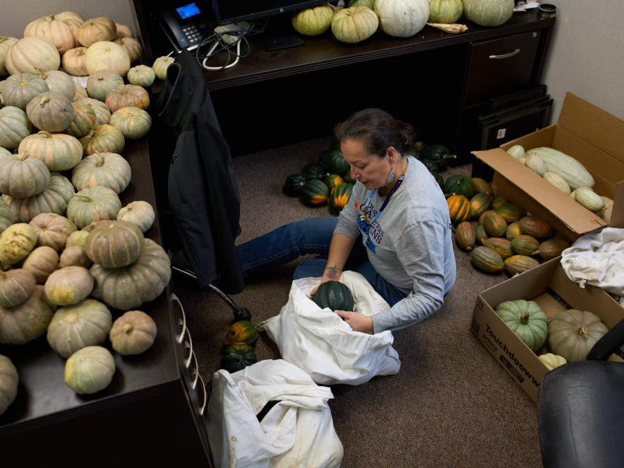 Dobrovoľník triedi tekvice v jedálnej banke.