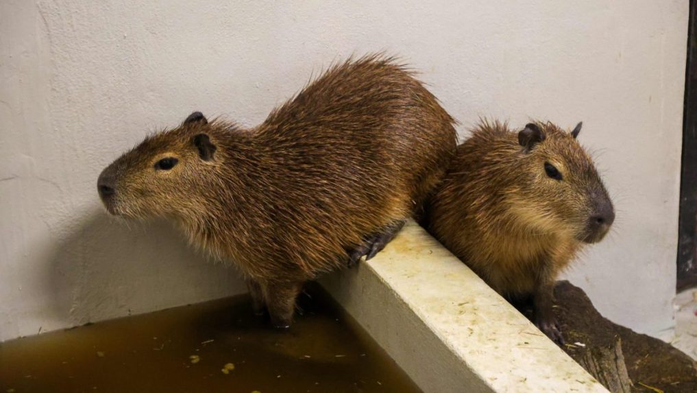 Kapybary prišli do ZOO Bratislava v Prahy.