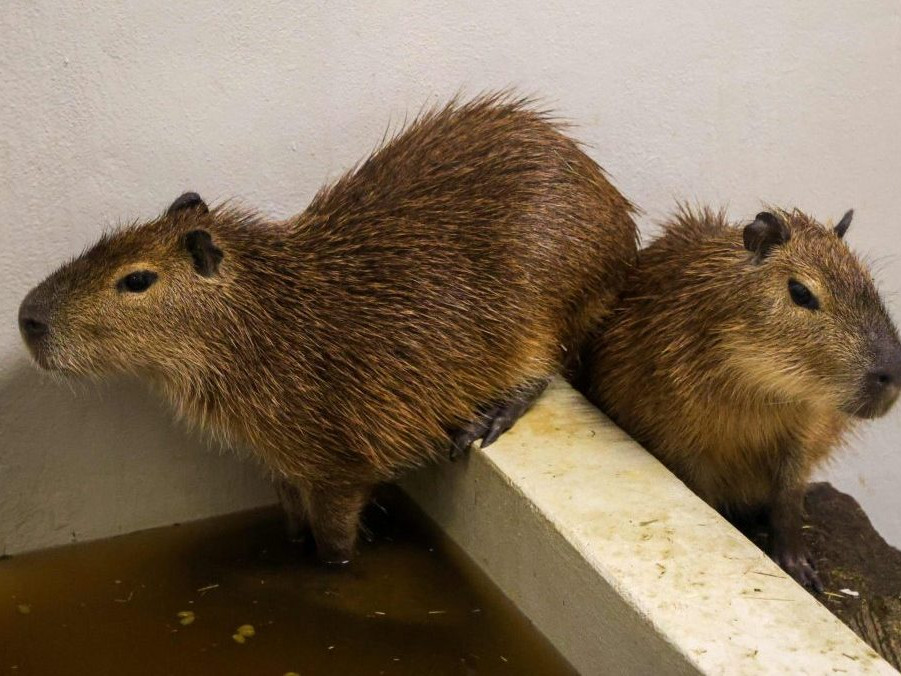 Kapybary prišli do ZOO Bratislava v Prahy.