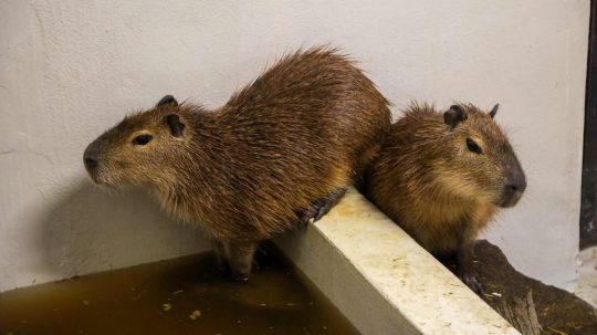 Kapybary prišli do ZOO Bratislava v Prahy.