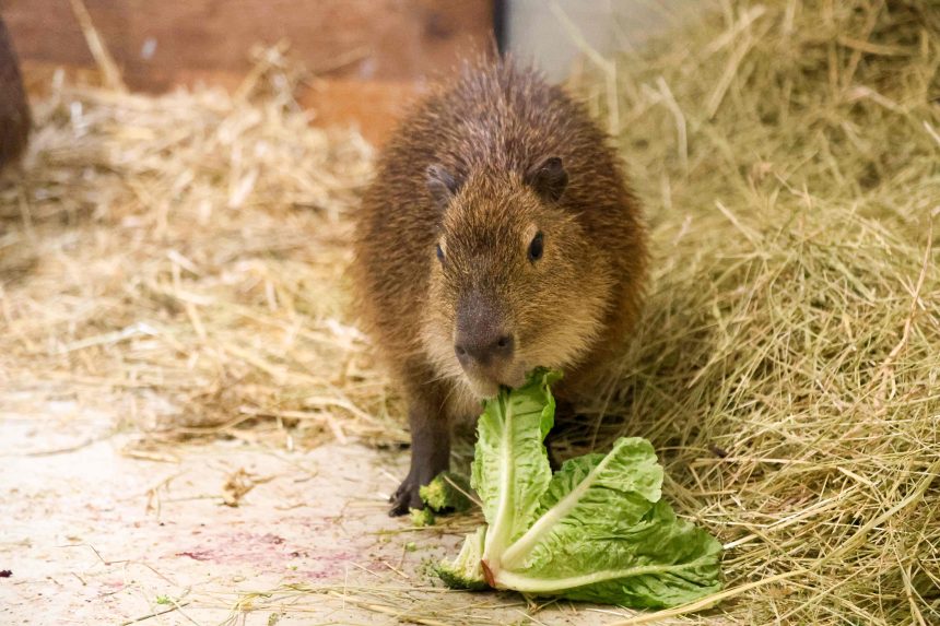 Kapybary v zázemí ZOO Bratislava.
