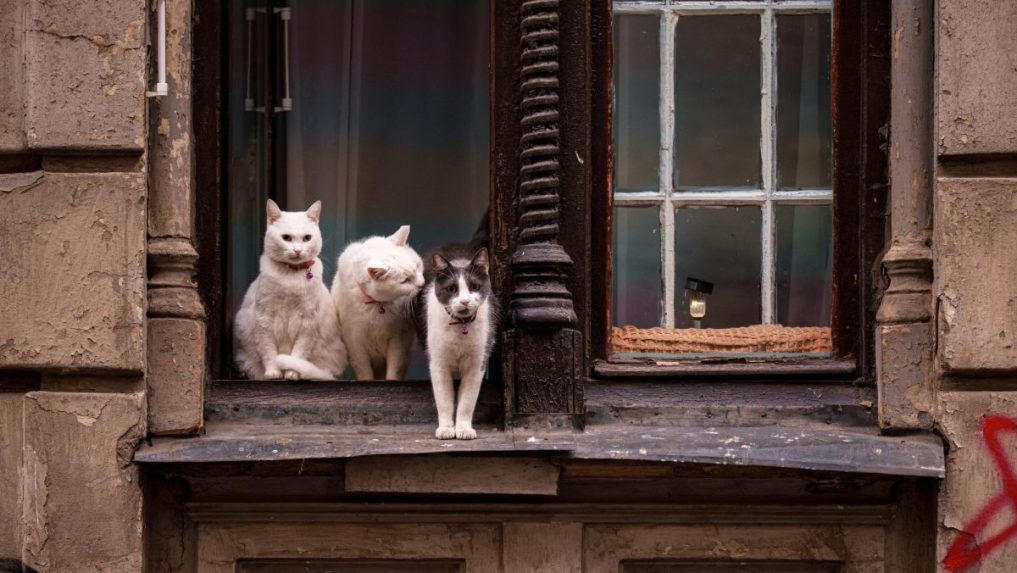 Mačky sedia v okne starej bytovky v Bukurešti.