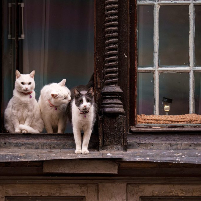 Mačky sedia v okne starej bytovky v Bukurešti.