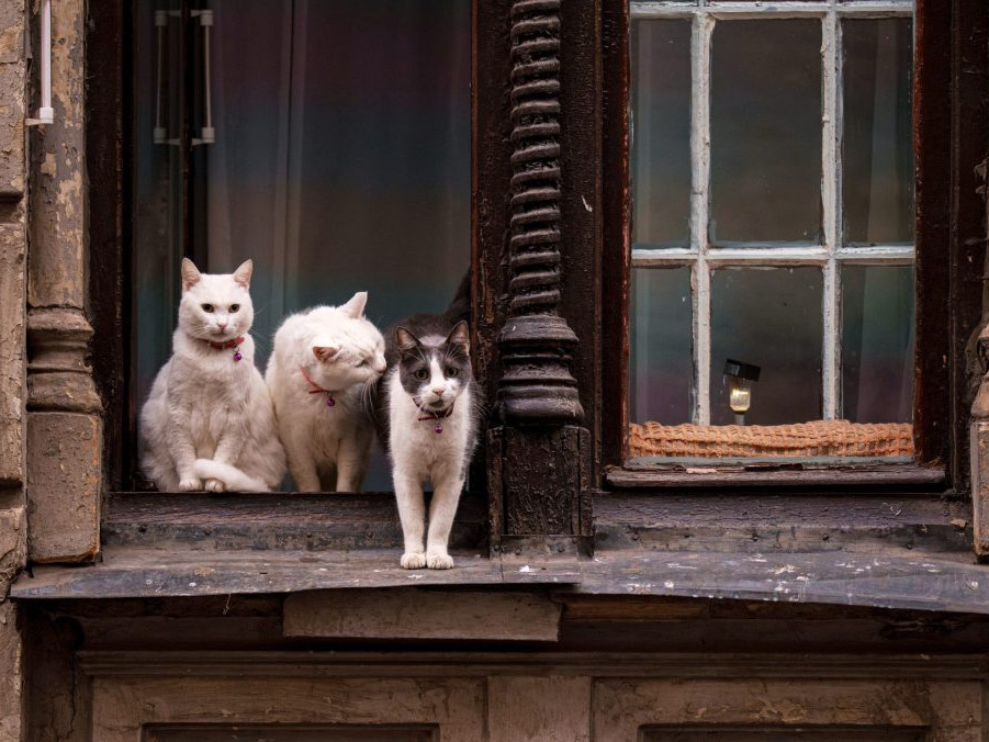 Mačky sedia v okne starej bytovky v Bukurešti.