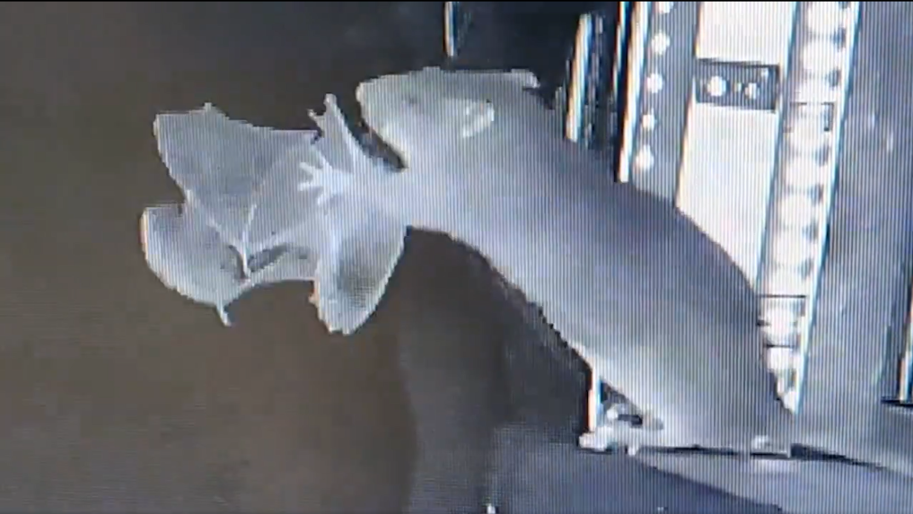 Na snímke potkan loví netopiera.