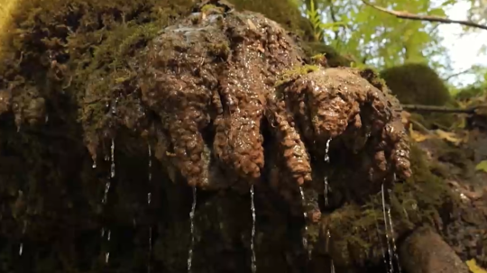 Visiaci travertín studne na lesníckom náučnom chodníku Bolešov - Krivoklát sa podobá na radu dračích zubov.