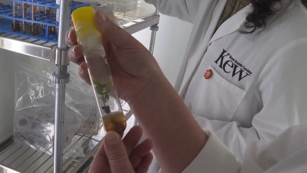 Môže obnoviť planétu: Trezor v južnom Anglicku by prežil aj katastrofu. Vedci v ňom uchovávajú nádej na budúcnosť