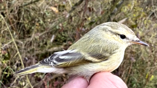 Nový vtáčí druh na Slovensku.