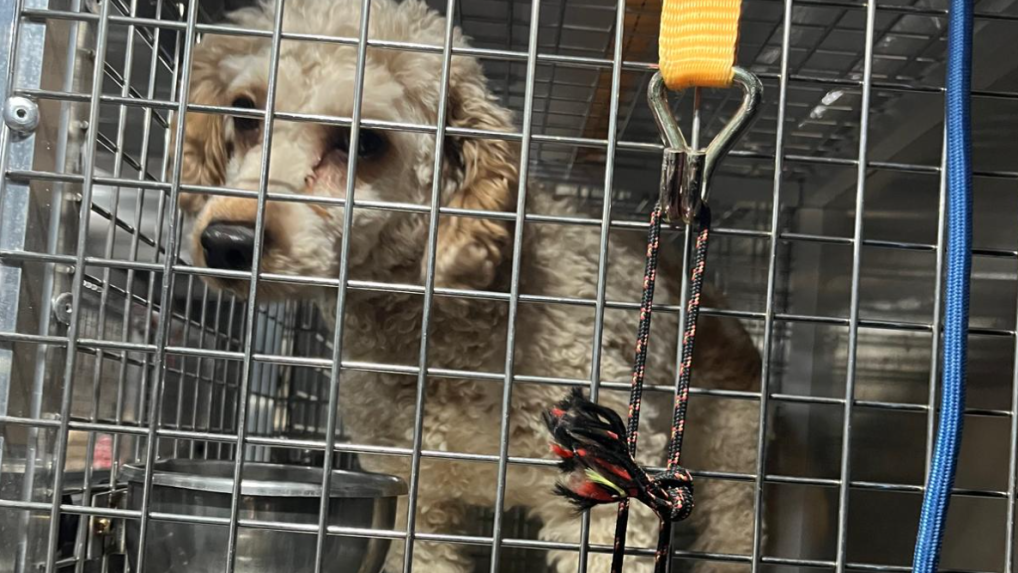 Veterinárne závery konštatujú dlhodobé spôsobovanie bolesti zvieratám a ich utrpenia.