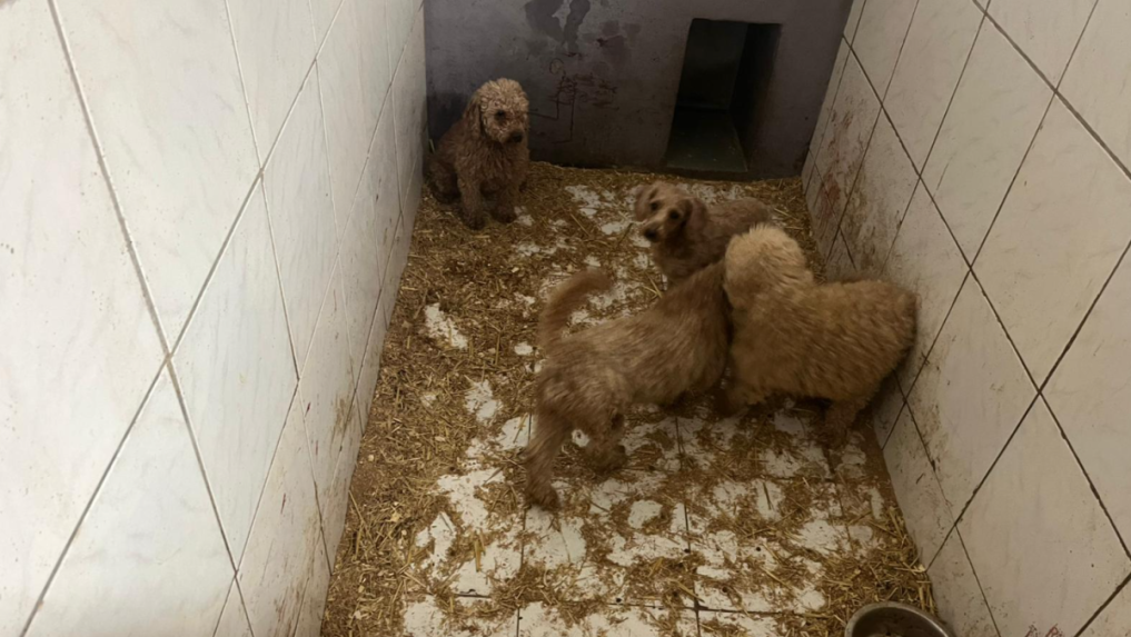 ZvieratÃƒÂ¡ dlhodobo drÃ…Â¾ali v nevhodnÃƒÂ½ch podmienkach.