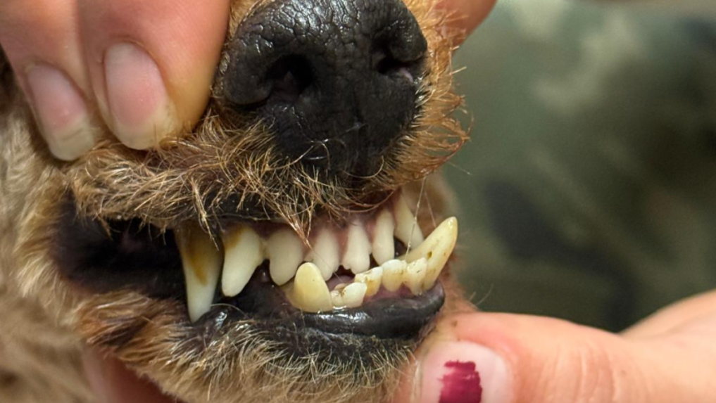 ChovateÃ„Â¾ psom opakovane neposkytoval riadnu chovateÃ„Â¾skÃƒÂº a veterinÃƒÂ¡rnu starostlivosÃ…Â¥.