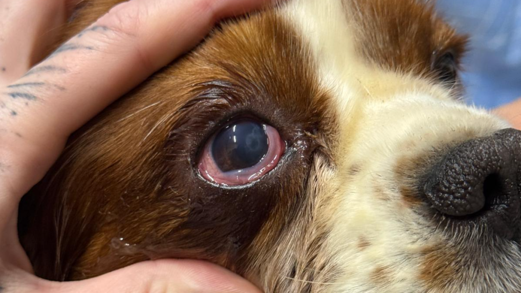 Zdravotné alebo iné chovateľské problémy zistili u skoro 50 percent zvierat.