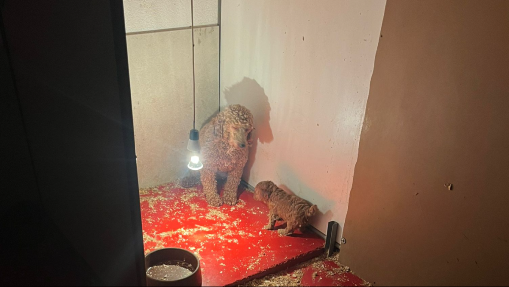 Prievidzskí regionálni veterinári zhabali z chovného zariadenia viac ako 270 psov.