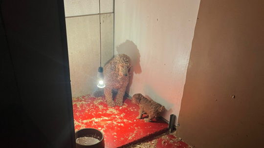 Prievidzskí regionálni veterinári zhabali z chovného zariadenia viac ako 270 psov.