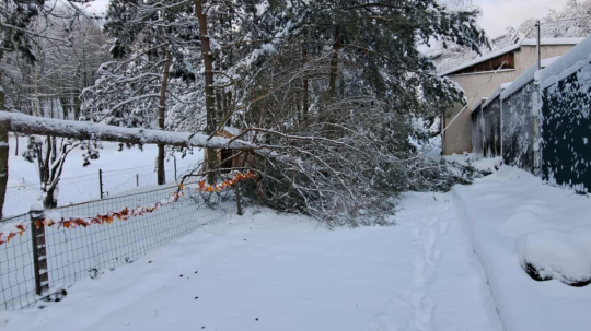 Sneh v košickej zoo vyvrátil stovky stromov.