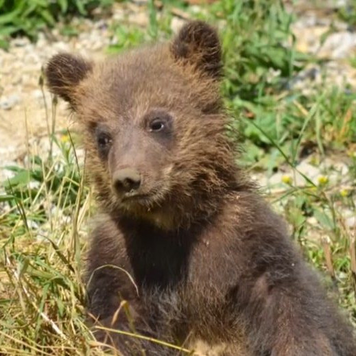 Na snímke medvieďa Bojnickej zoo.