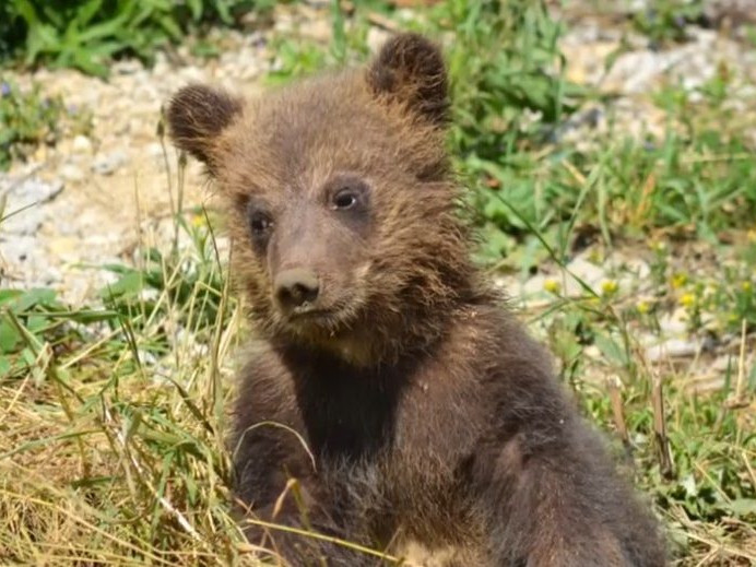 Na snímke medvieďa Bojnickej zoo.