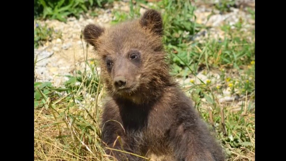 Na snímke medvieďa Bojnickej zoo.