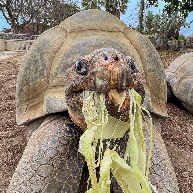 Slonia korytnačka menom Gramma.