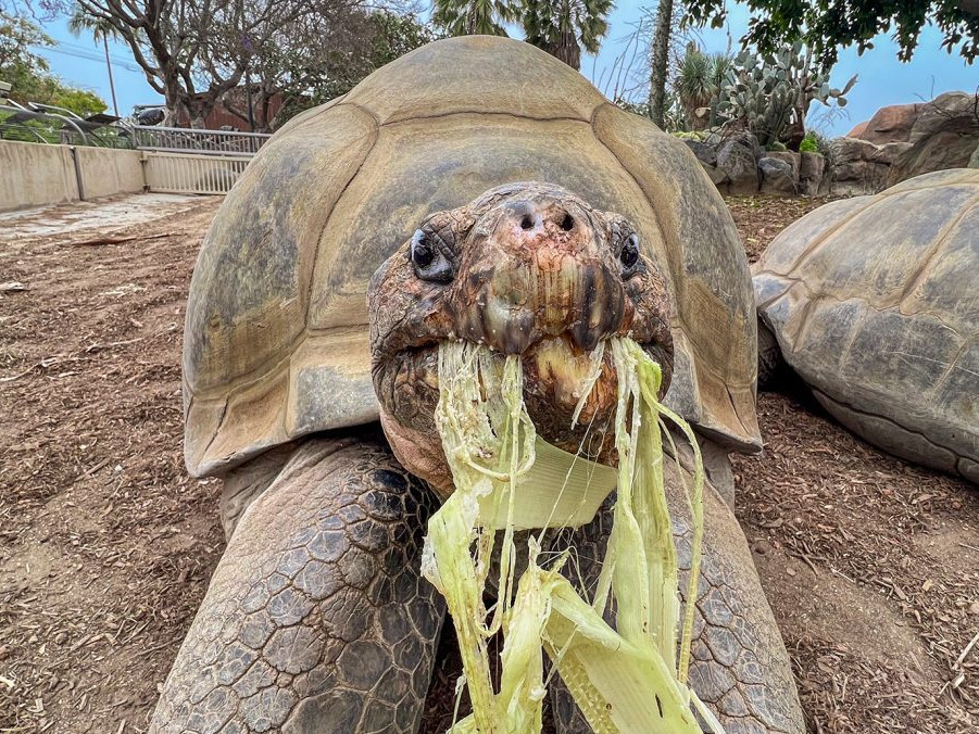 Slonia korytnačka menom Gramma.