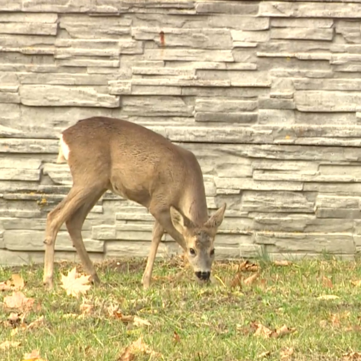 Srnky chodia na všetky tri stupavské cintoríny, aj za bieleho dňa.