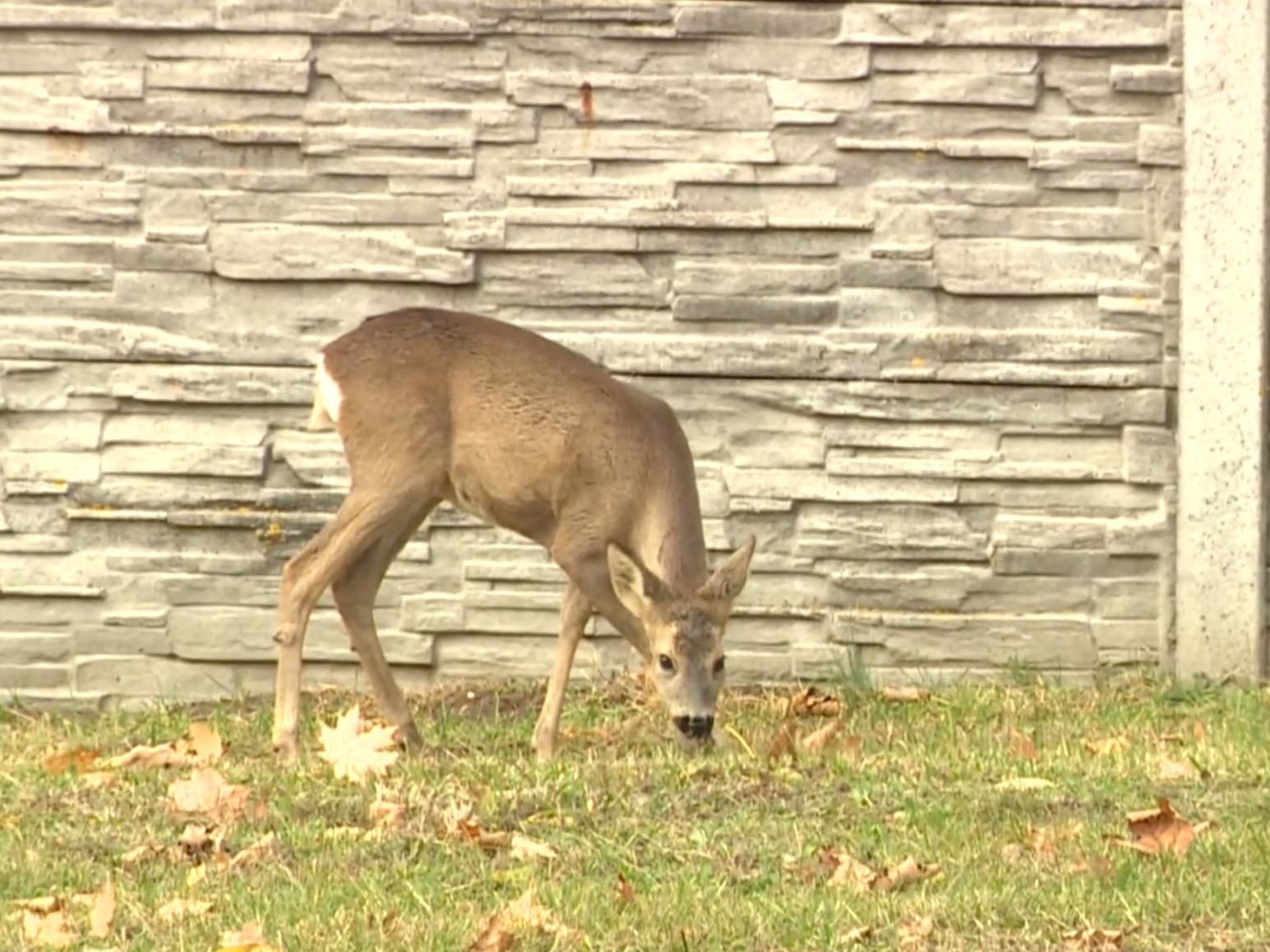 Srnky chodia na všetky tri stupavské cintoríny, aj za bieleho dňa.