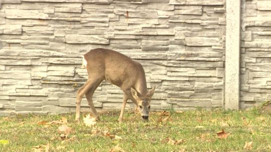 Srnky chodia na všetky tri stupavské cintoríny, aj za bieleho dňa.