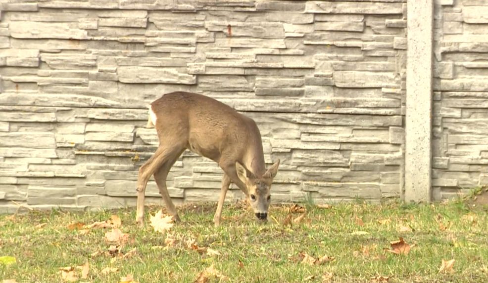 Srnky chodia na všetky tri stupavské cintoríny, aj za bieleho dňa.