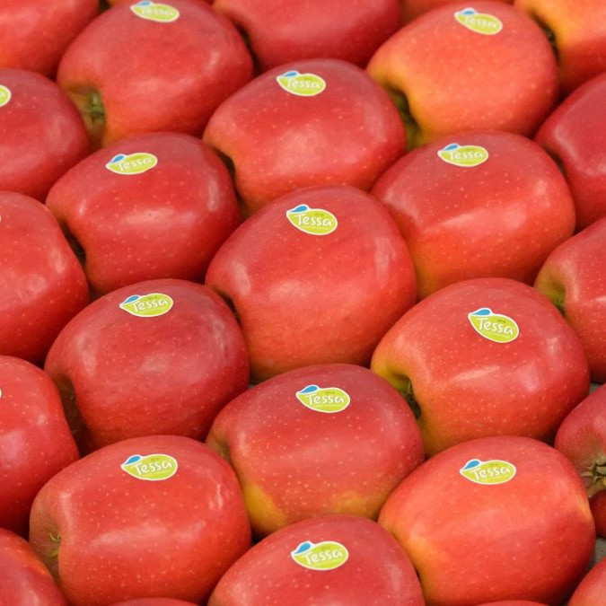 Jablkom roka sa stala odroda od Piešťan.