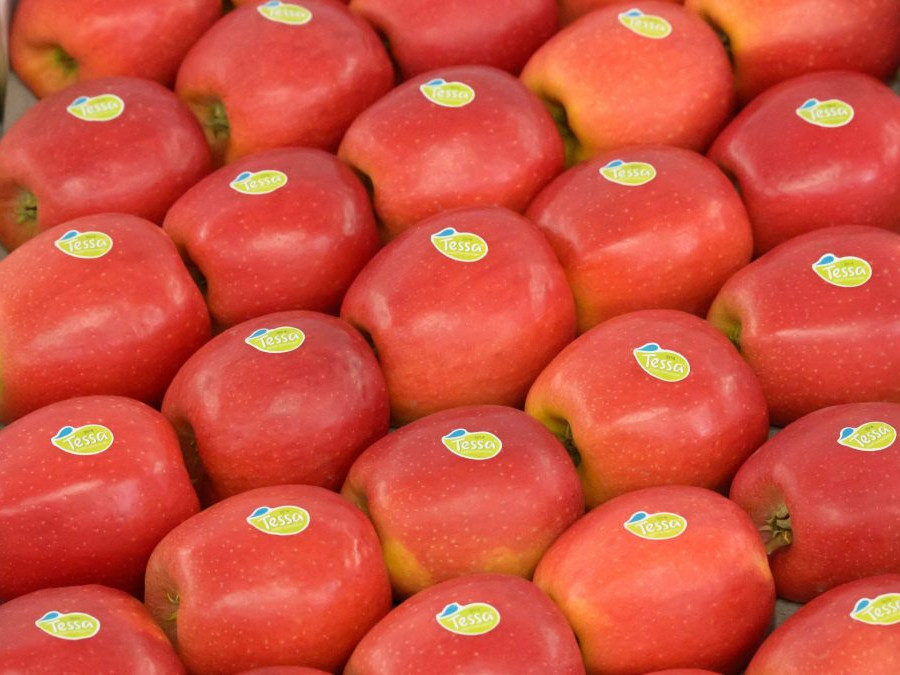 Jablkom roka sa stala odroda od Piešťan.